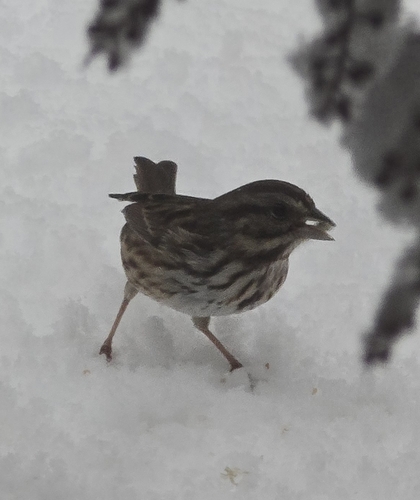 Song Sparrow