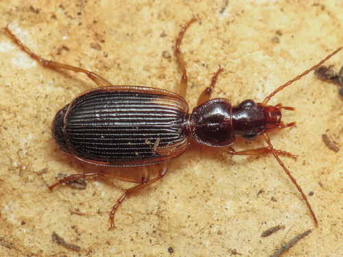 Cymindis axillaris