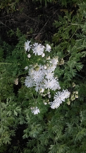 petal-like meadow-rue