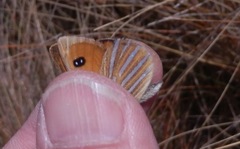 Argyrophenga janitae