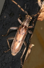 Didymocantha obliqua