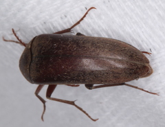 Ripiphoridae