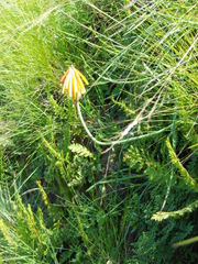 Kniphofia triangularis