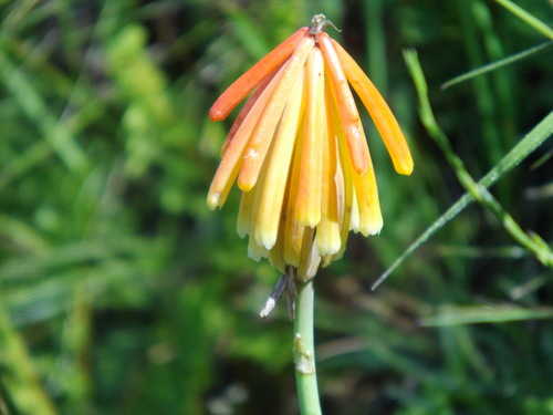 Image of Kniphofia triangularis by (c) Gerhard Sieburg, some rights reserved (CC BY-SA)