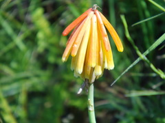 Kniphofia triangularis