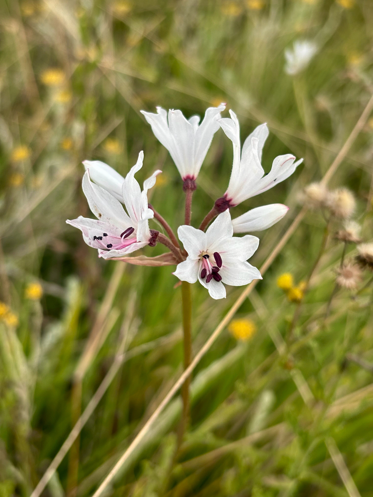 White Nerine