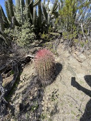 Ferocactus gracilis gracilis