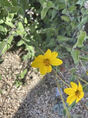 Bahiopsis triangularis