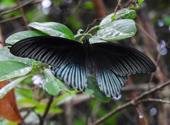 Papilio memnon memnon