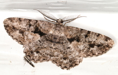 Hypomecis externaria