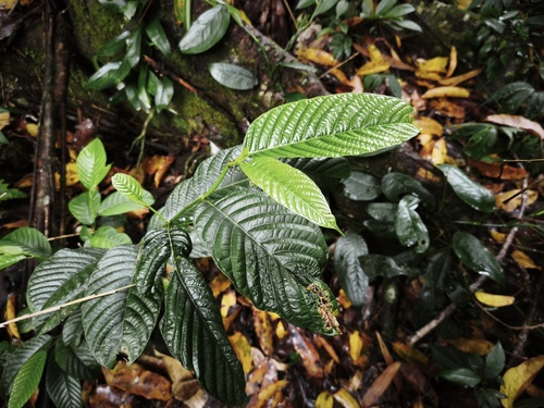 Gironniera celtidifolia observed 2026-02-19