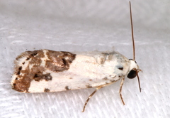 Acontia clerana