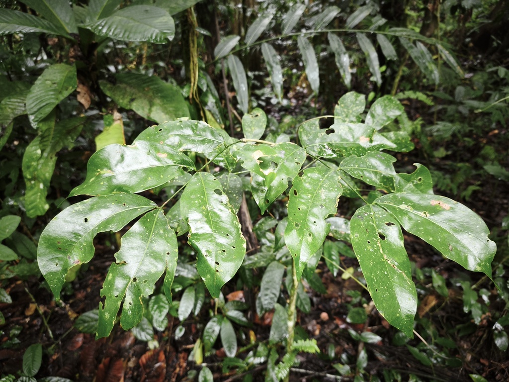 Borneo-teak (Intsia palembanica)