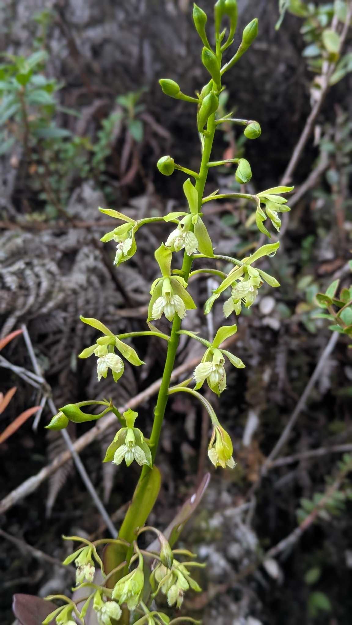 Epidendrum mesomicron Lindl. 3