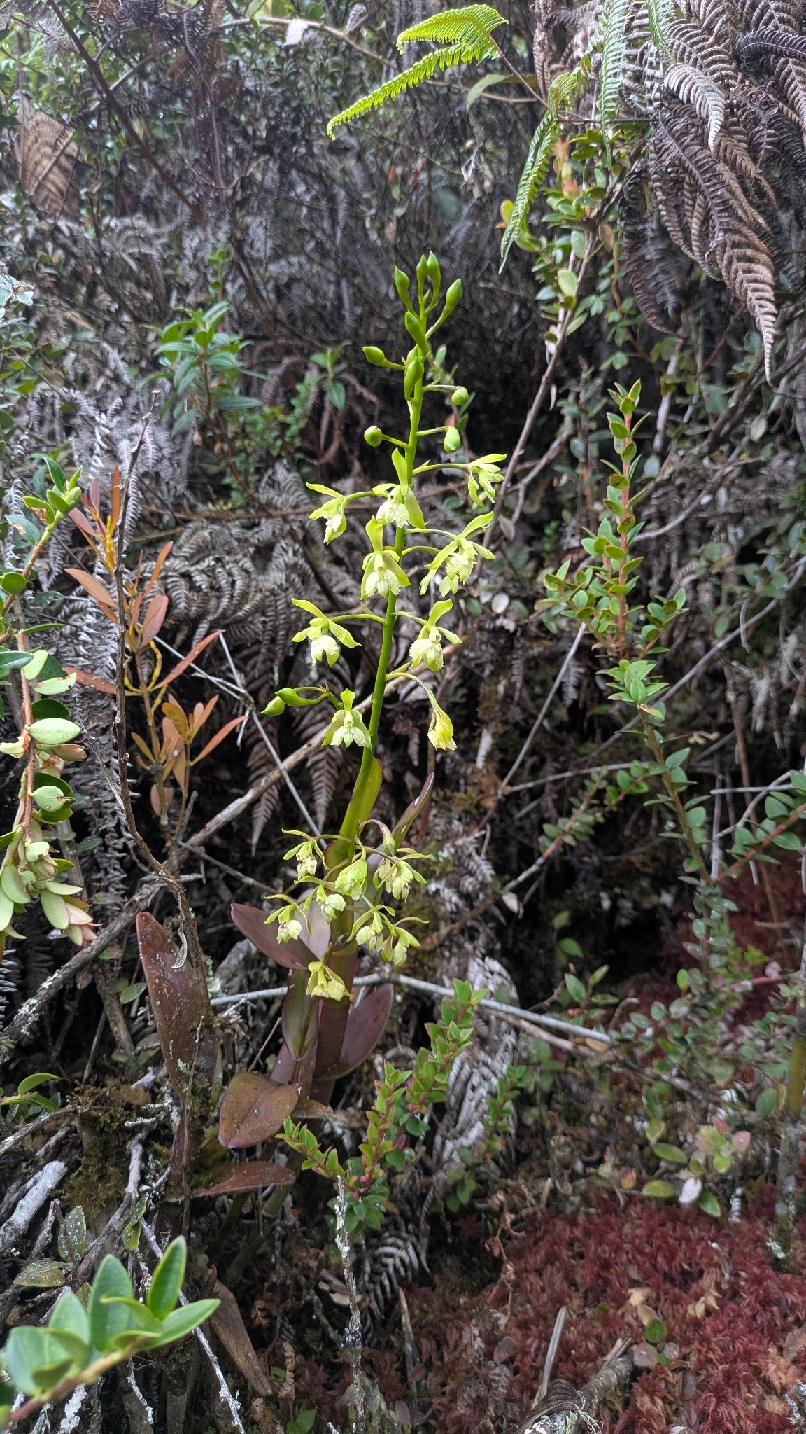 Epidendrum mesomicron Lindl. 4