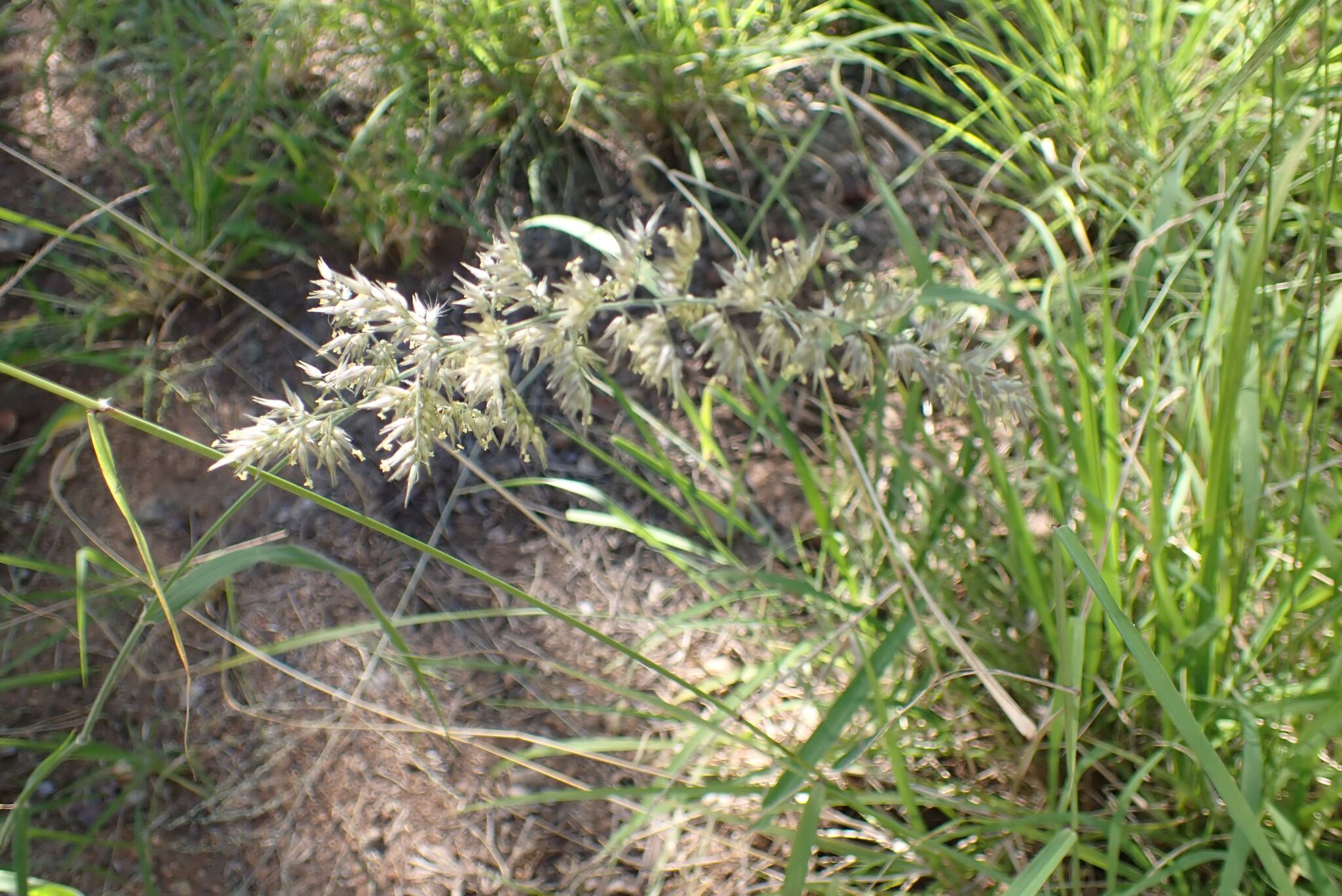 Enneapogon Cenchroides (Enneapogon cenchroides)