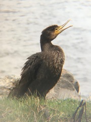 Phalacrocorax carbo