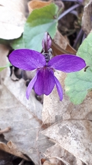 Viola alba dehnhardtii