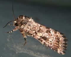 Spodoptera umbraculata