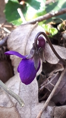 Viola alba dehnhardtii
