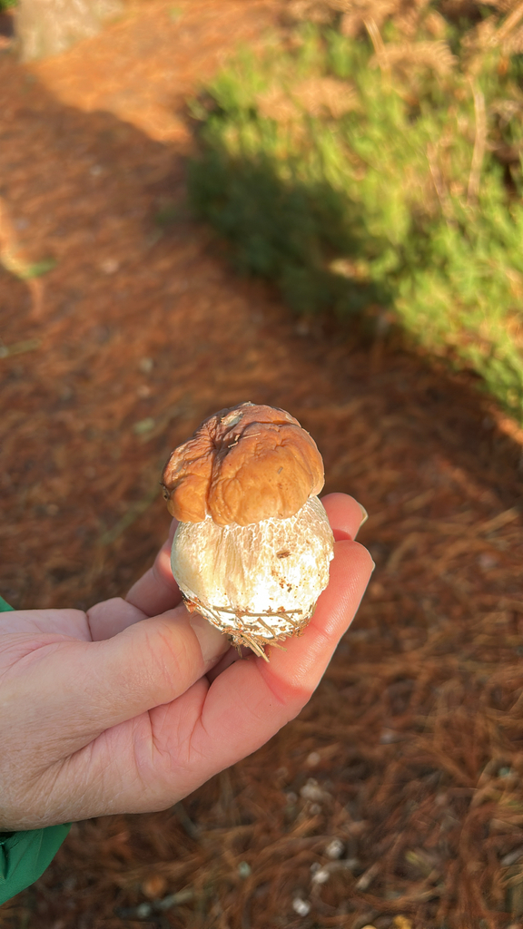 Boletus edulis · November 2025 · photo: © cedzz (iNaturalist, cc0)