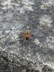 Cheiracanthium erraticum