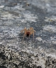 Cheiracanthium erraticum