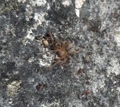 Cheiracanthium erraticum