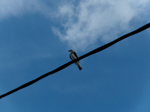 Brown-chested Martin