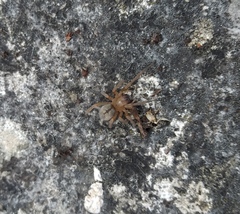 Cheiracanthium erraticum