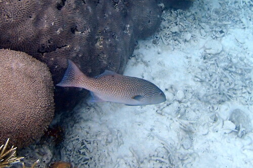 Plectropomus oligacanthus