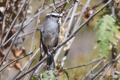 Ochthoeca leucophrys