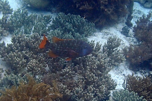 Lethrinus erythracanthus