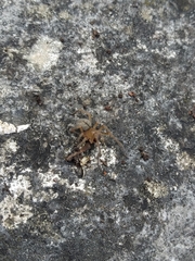 Cheiracanthium erraticum