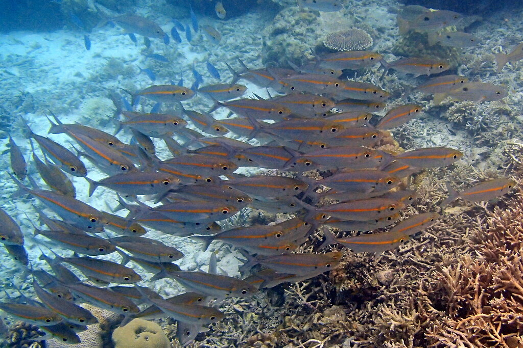 Selar kuning (Selaroides leptolepis)
