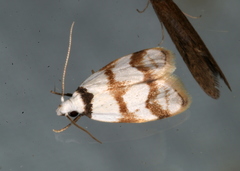 Chezala brachypepla