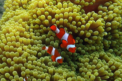 Amphiprion ocellaris
