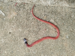 Clelia equatoriana
