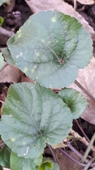 Viola alba dehnhardtii