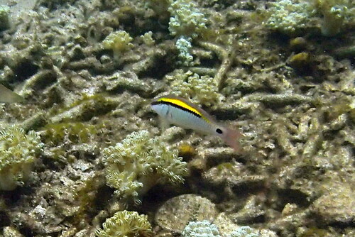 Parupeneus barberinus