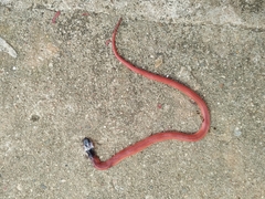 Clelia equatoriana