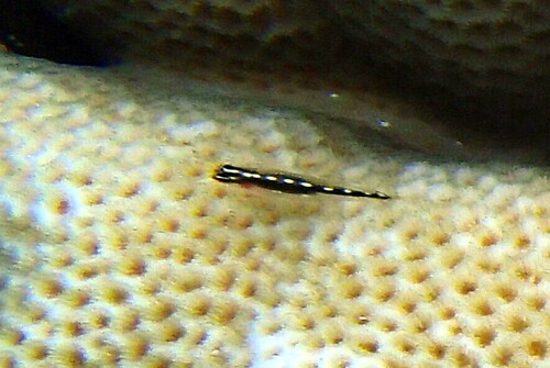 Eviota sebreei