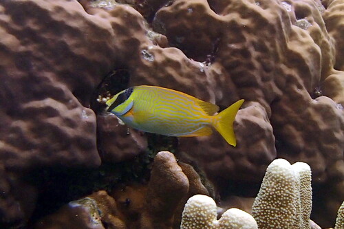 Siganus puellus