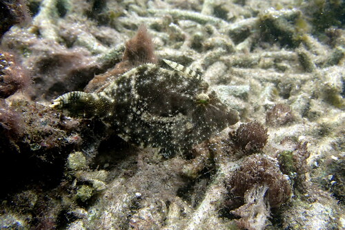 Acreichthys tomentosus