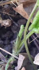 Viola alba dehnhardtii