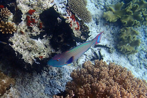 Cetoscarus ocellatus