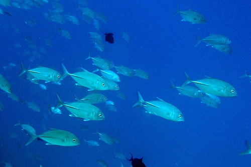 Caranx sexfasciatus