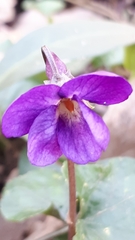 Viola alba dehnhardtii