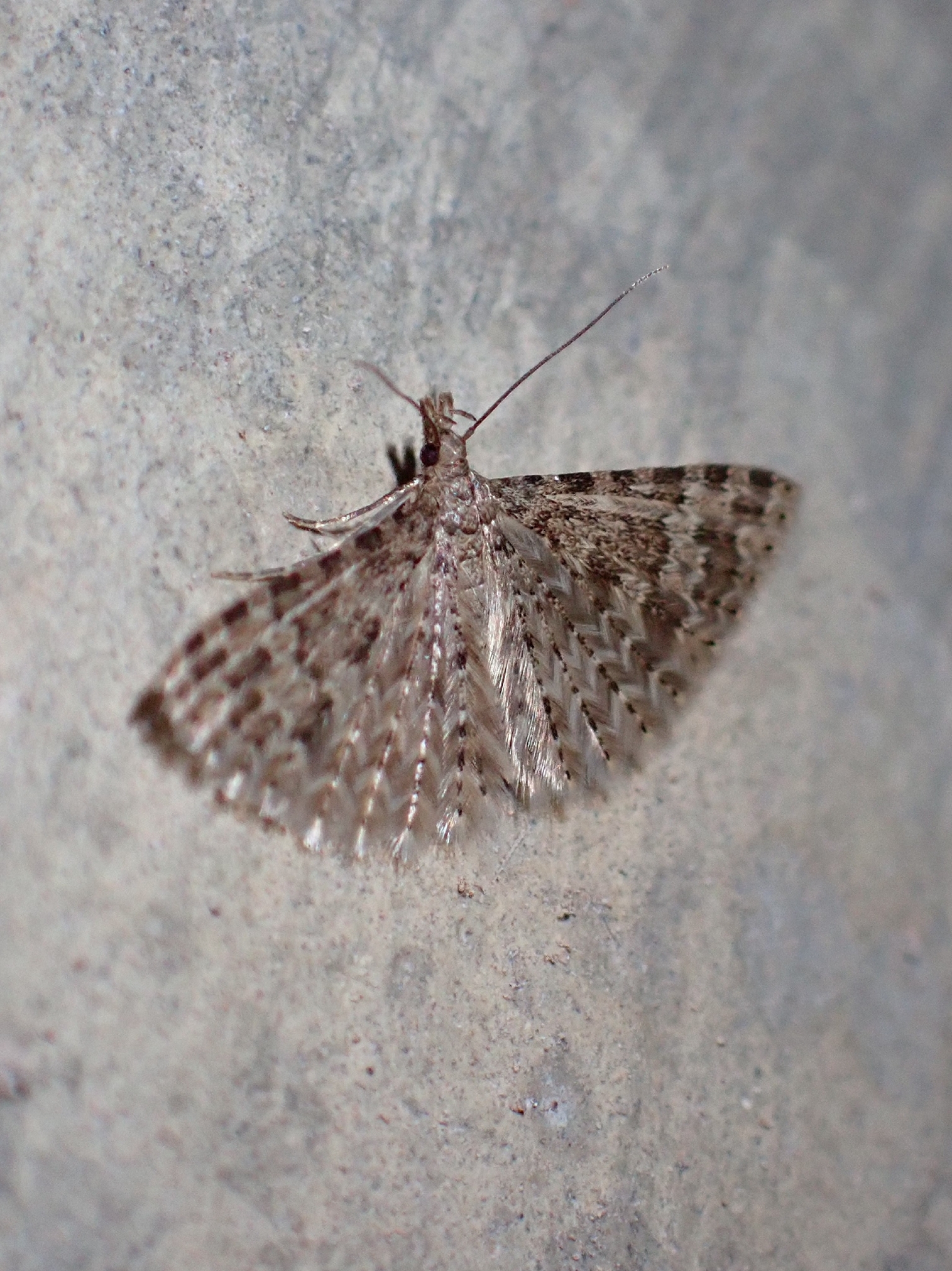 Alucita canariensis