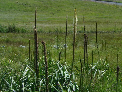 Image of Kniphofia multiflora by (c) Gerhard Sieburg, some rights reserved (CC BY-SA)